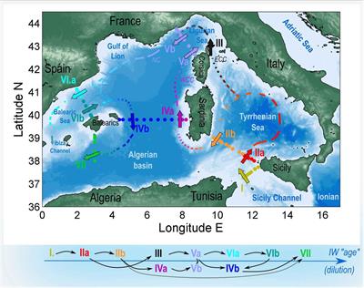 Along-Path Evolution of Biogeochemical and Carbonate System Properties in the Intermediate Water of the Western Mediterranean